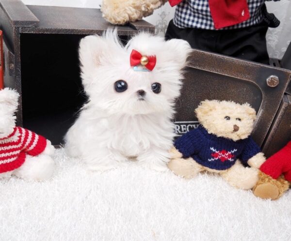 maltese for sale