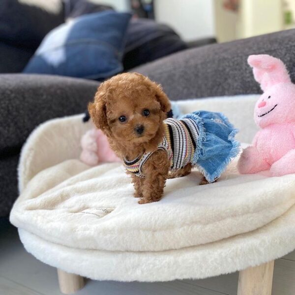 poodle for sale
