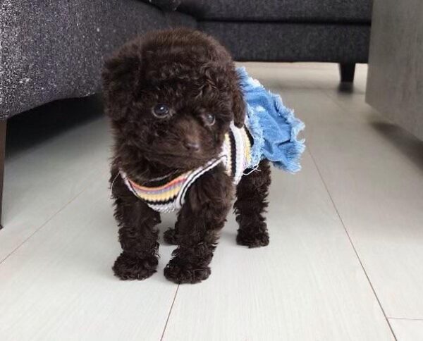 poodle for sale