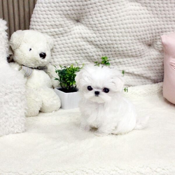 maltese for sale