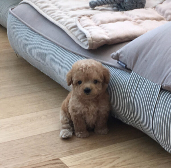 Poodle for sale