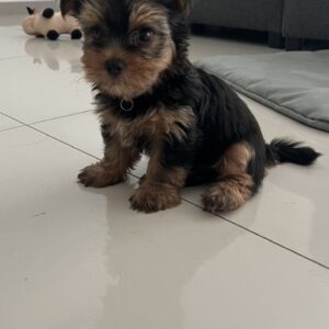 yorkie for sale