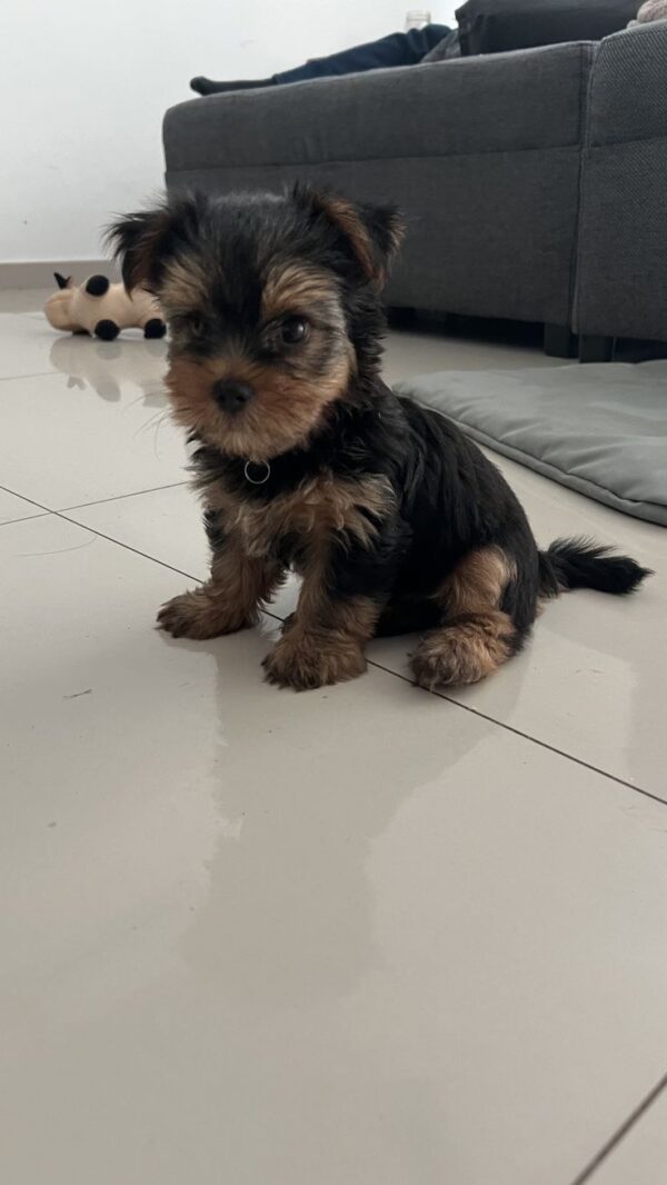 yorkie for sale