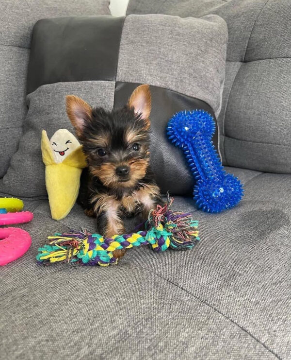 yorkie for sale