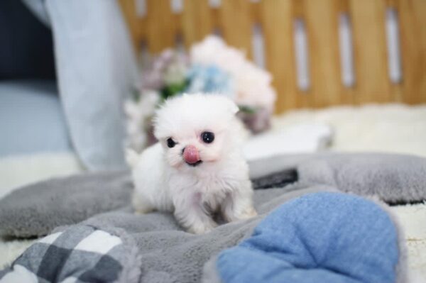 maltese for sale