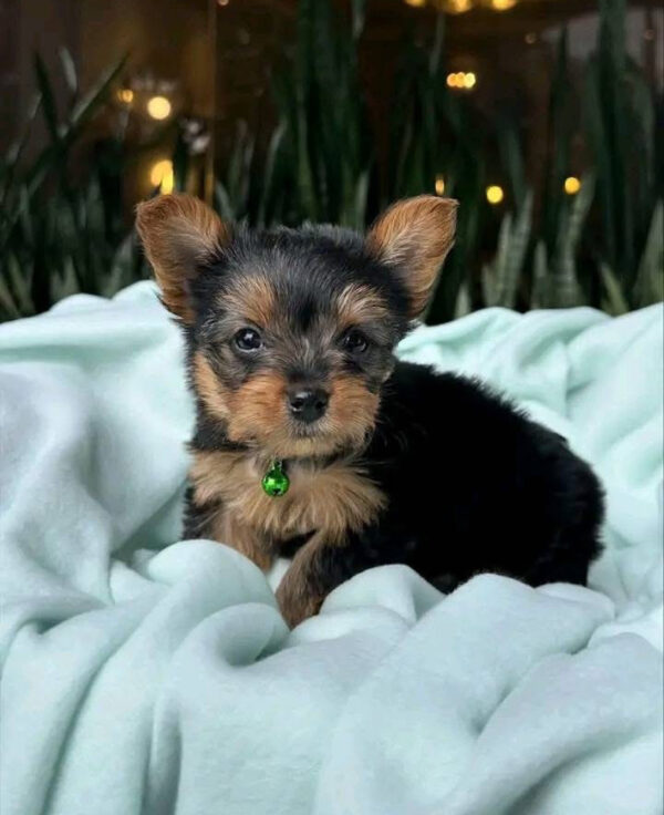 yorkie for sale