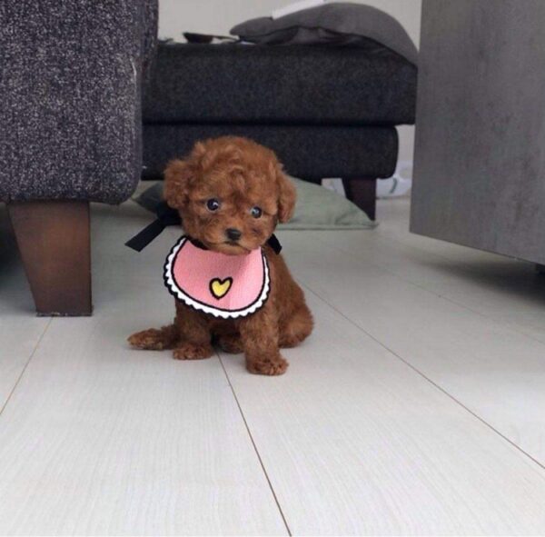 poodle for sale