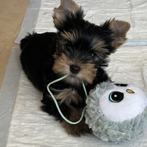 yorkie for sale