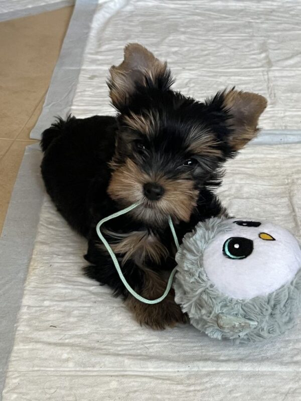 yorkie for sale