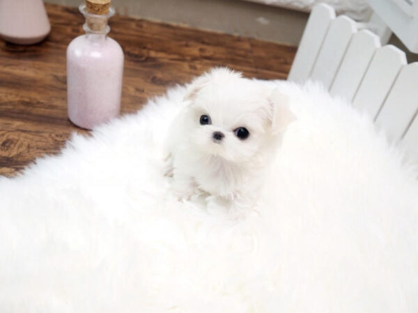 maltese for sale