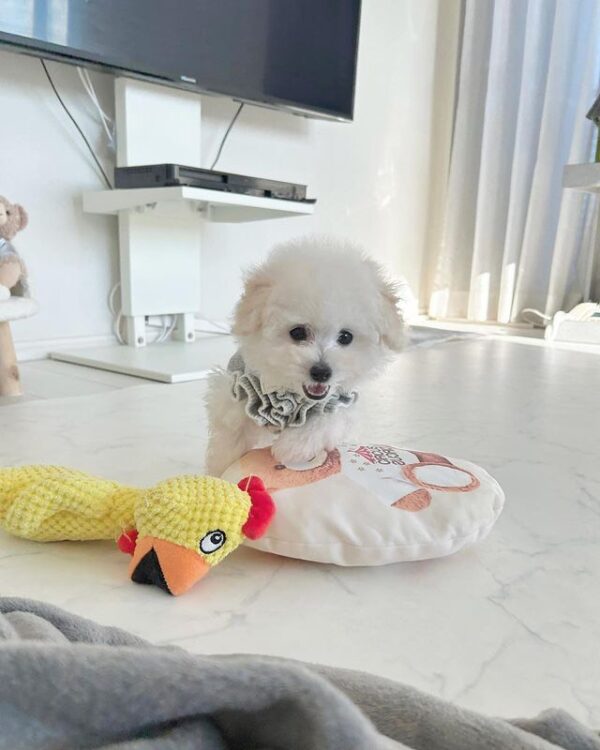 poodle for sale