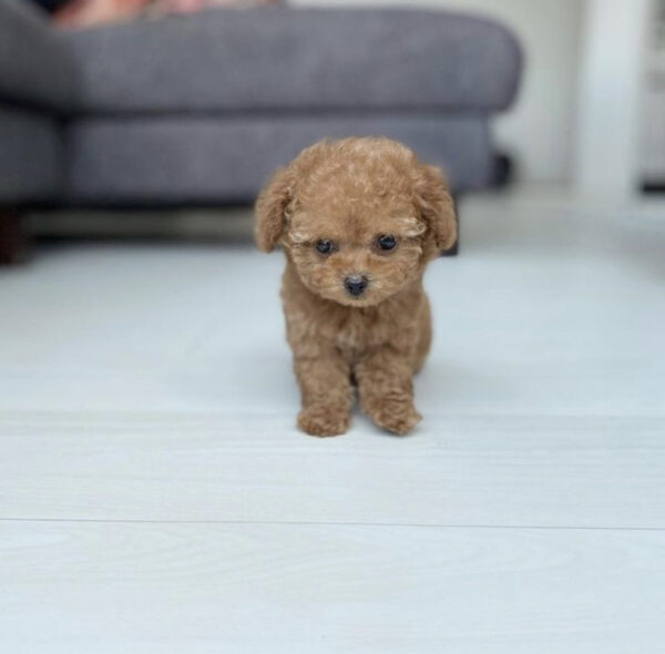 poodle for sale