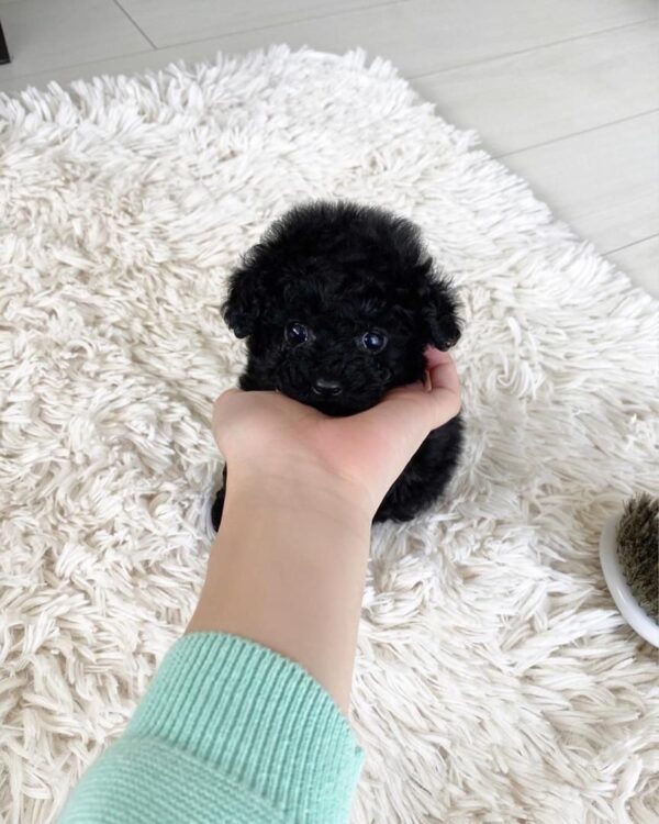 Poodle For Sale