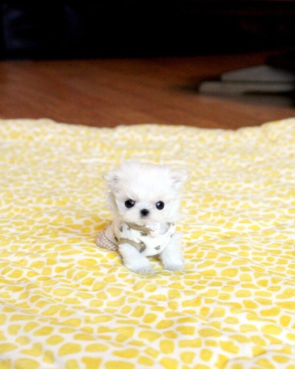 tiny