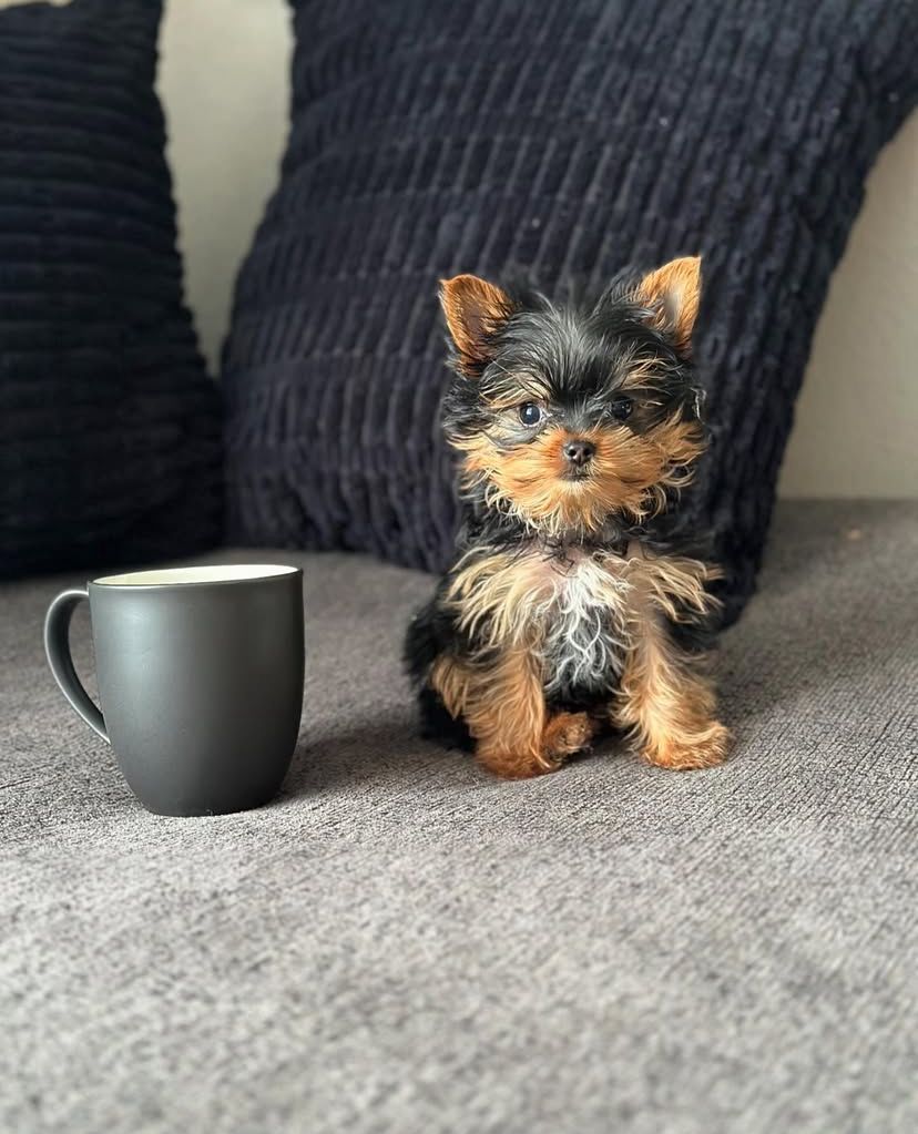 yorkie puppy for sale yorkie puppy for sale