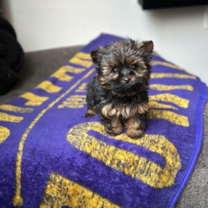 yorkie puppies for sale