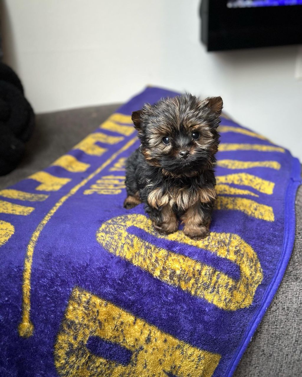 yorkie puppies for sale yorkie puppies for sale