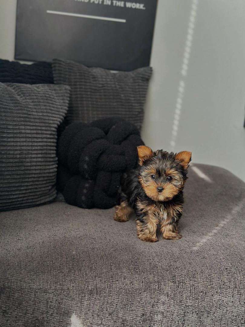 yorkie puppy for sale yorkie puppy for sale