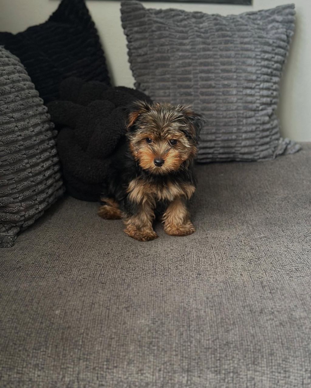 Yorkie puppy for sale Yorkie puppy for sale